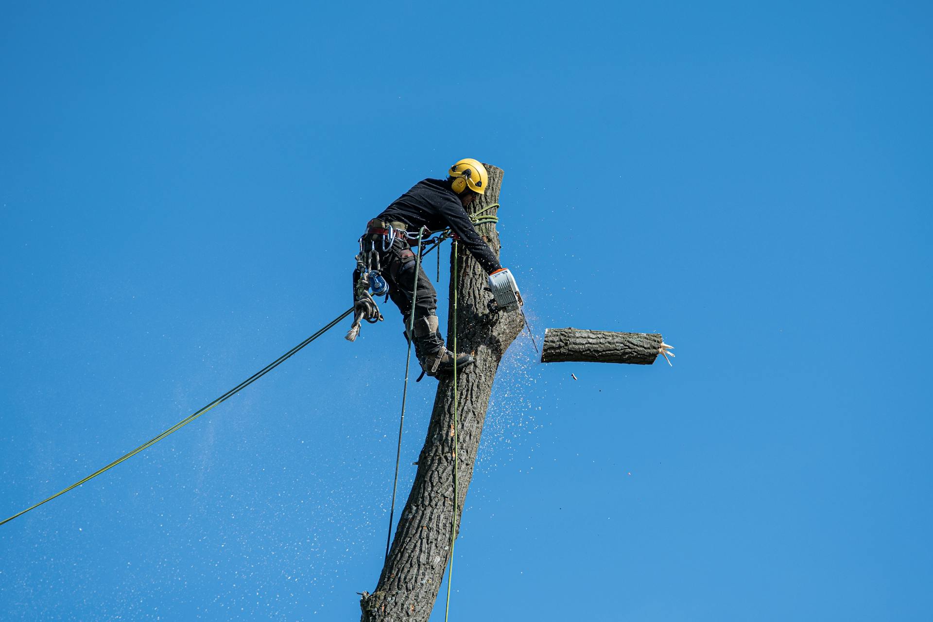 Arborist in safety gear cutting a tree with a chainsaw in Irvington NJ