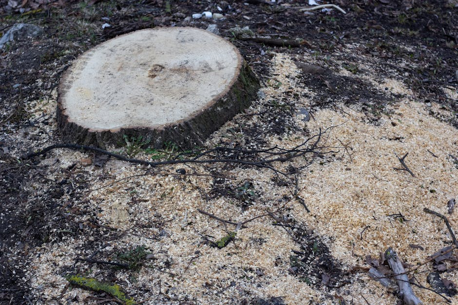 Tree stump with sawdust after stump grinding service in Irvington NJ