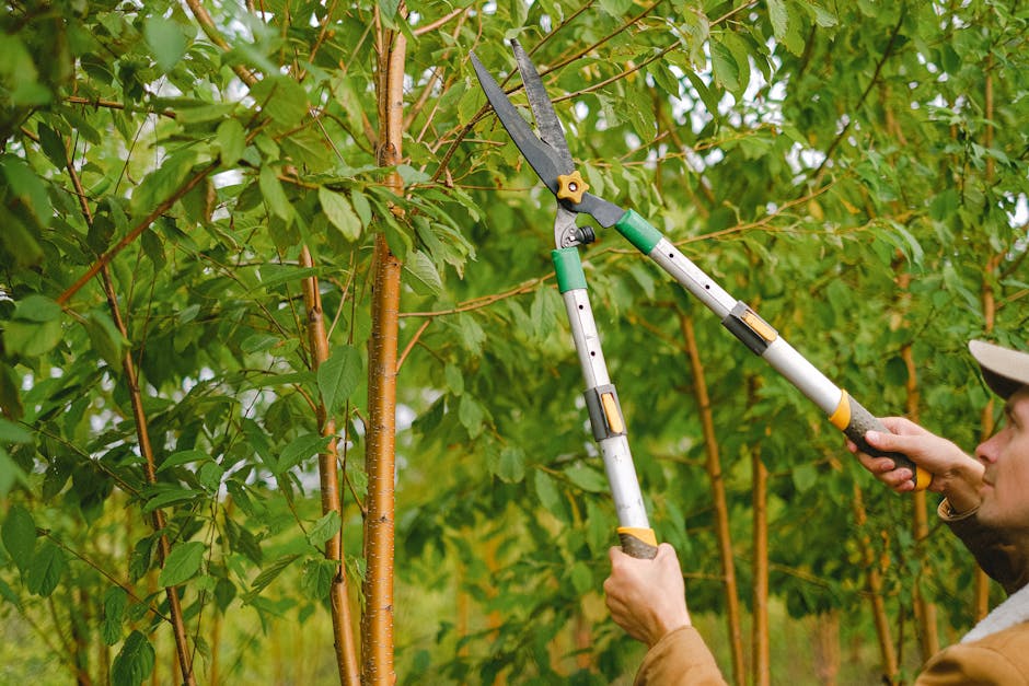Arborist pruning tree branches with shears during residential tree trimming in Irvington NJ