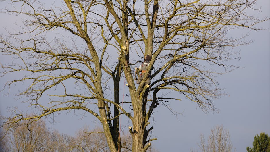 Arborist climbing a tall tree for trimming and pruning in Irvington NJ